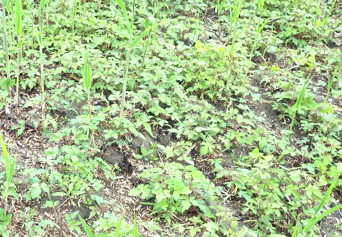 image005