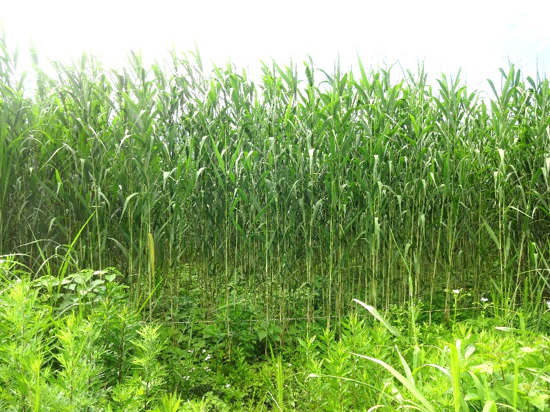 image003