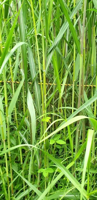 image009