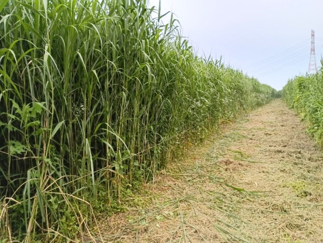 image009
