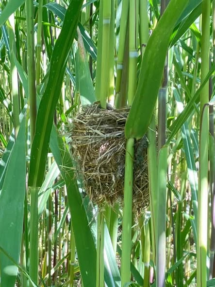 image005