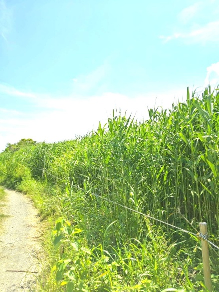 image007