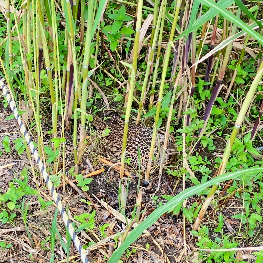 image009